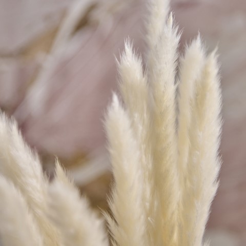 Mini White Pampas Grass - Bunch of 15