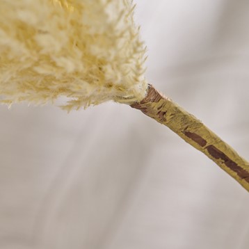 Feather White Pampas Grass Plume Stem Image
