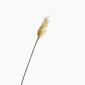 Feather White Pampas Grass Plume Stem Image