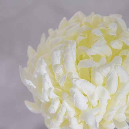 Large White Chrysanthemum image