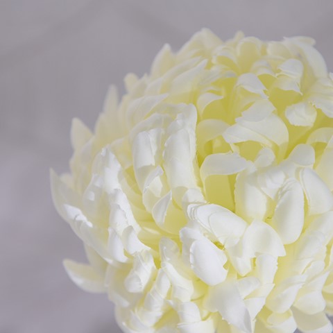 Large White Chrysanthemum Stem
