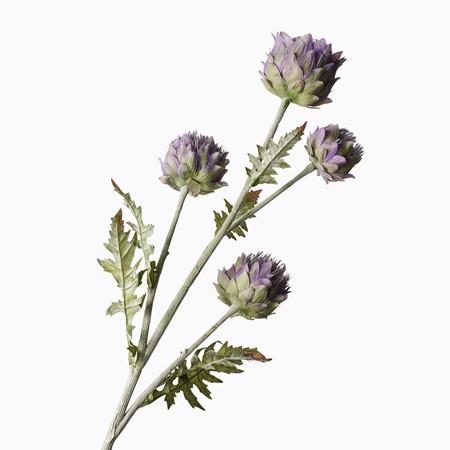 Cardoon Purple Thistle Spray image