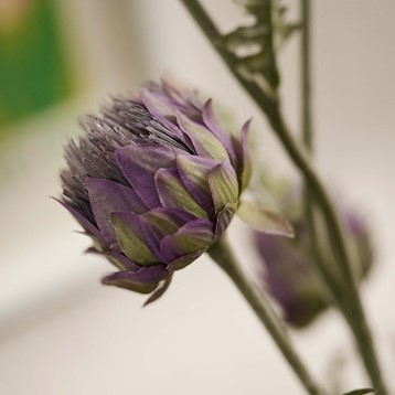 Cardoon Purple Thistle Spray Image