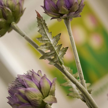 Cardoon Purple Thistle Spray Image