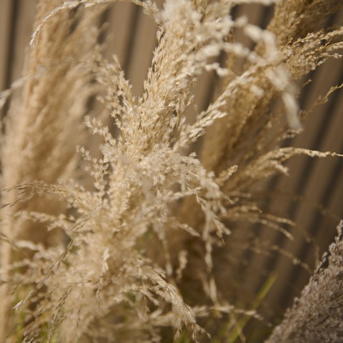 Potted Feathery Pampas