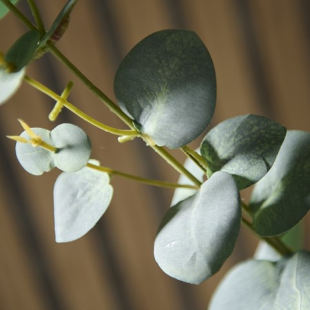 Eucalyptus Stem image