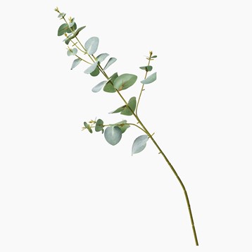 Eucalyptus Stem Image