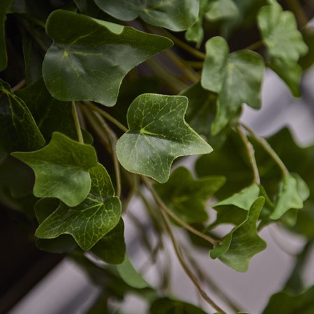 Hanging Ivy - Green image