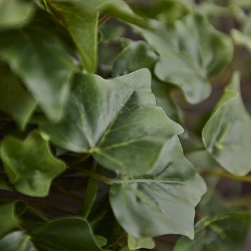 Green Hanging Ivy Image