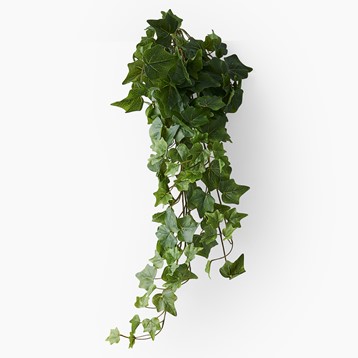 Green Hanging Ivy Image