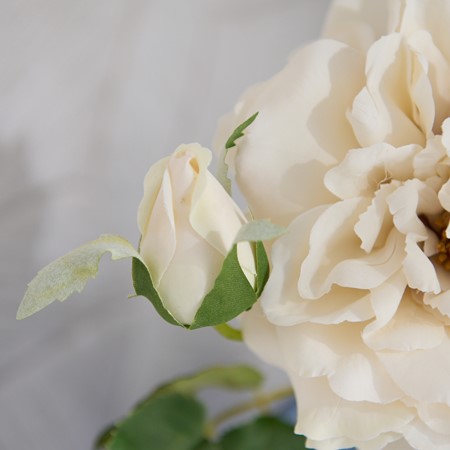 White Short Stem Rose image