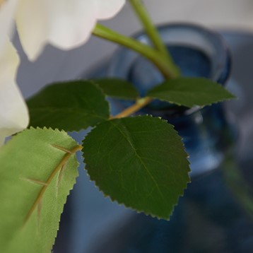White Short Stem Rose Image