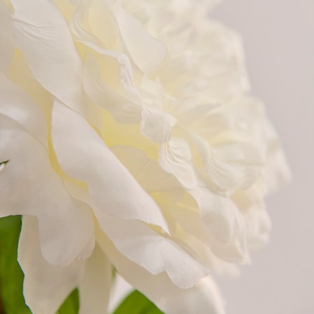 Pure Peony Stem image