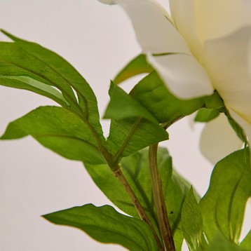 Pure Peony Stem Image
