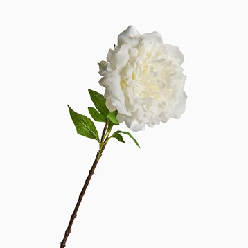Pure Peony Stem Image