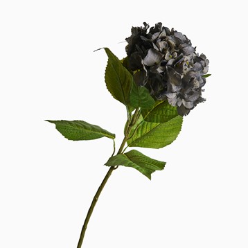 Amelia Dark Grey Hydrangea Image