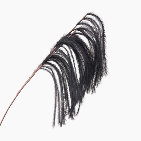 Black Pampas Grass Spray image