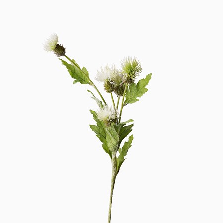 White Melancholy Thistle Spray Stem image
