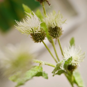 White Melancholy Thistle Spray Stem Image