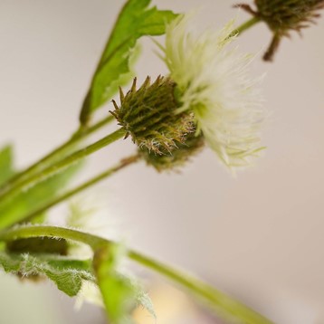 White Melancholy Thistle Spray Stem Image