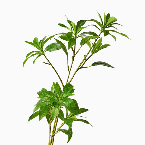 Japanese Pieris Spray Stem