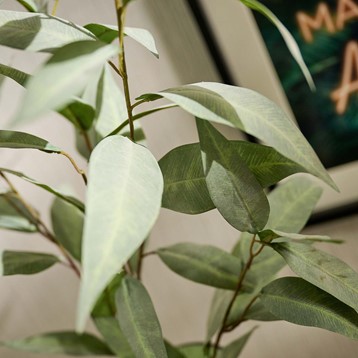 Bamboo Spray Stem Image