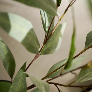 Bamboo Spray Stem Image