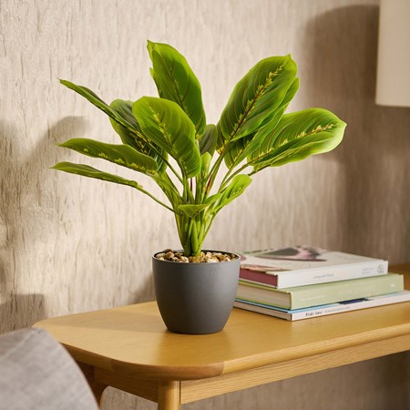 Artificial Prayer Plant Image