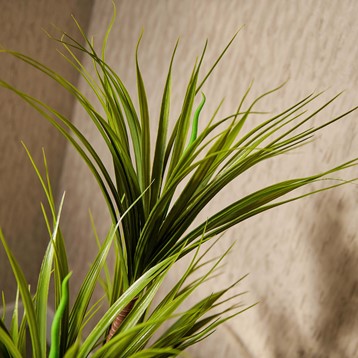 Artificial Dragon Tree Plant Image