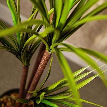 Artificial Dragon Tree Plant Image