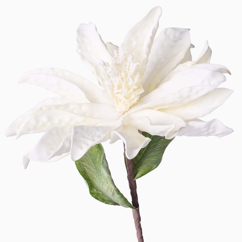 White Foam Flower