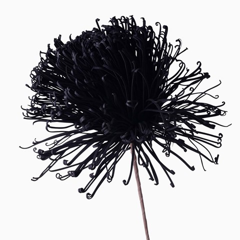Black Dandelion Foam Flower