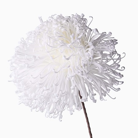 White Dandelion Foam Flower image