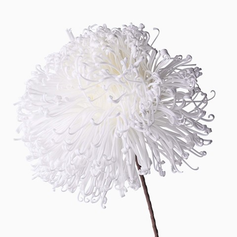 White Dandelion Foam Flower
