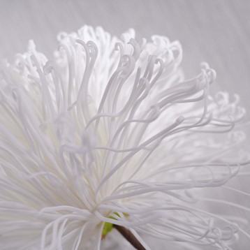 White Dandelion Foam Flower Image