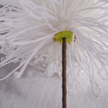 White Dandelion Foam Flower Image