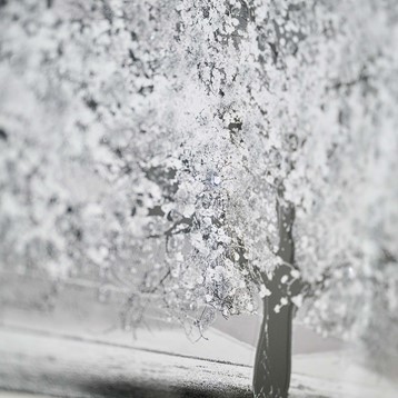 Silver Tree Mirrored Frame Liquid Art Image